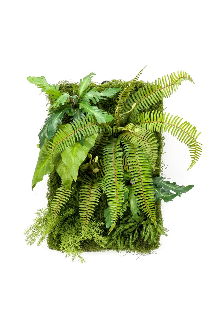 Plantes mix en plaque artificiel