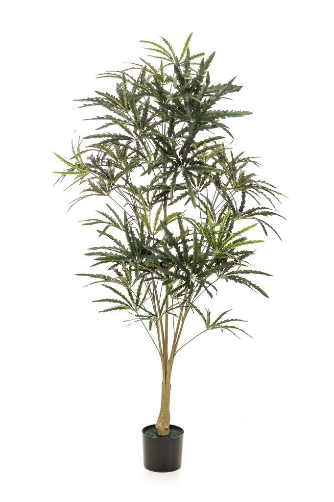 Plerandra elegantissima artificiel
