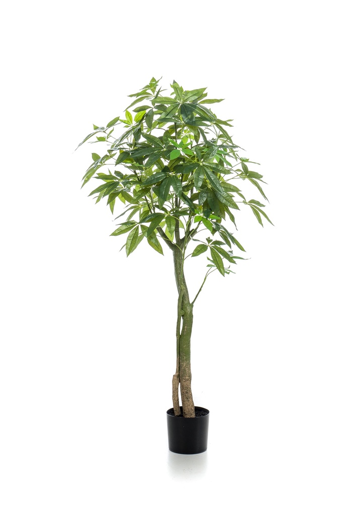 Pachira artificiel